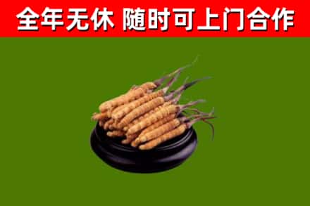 吴桥烟酒回收冬虫夏草.jpg