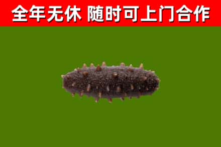 吴桥烟酒回收干海参.jpg